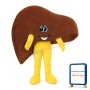For Halloween Party Cartoon Liver Mascot Costume