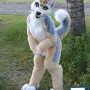 Brown & White Husky Dog Mascot Costume